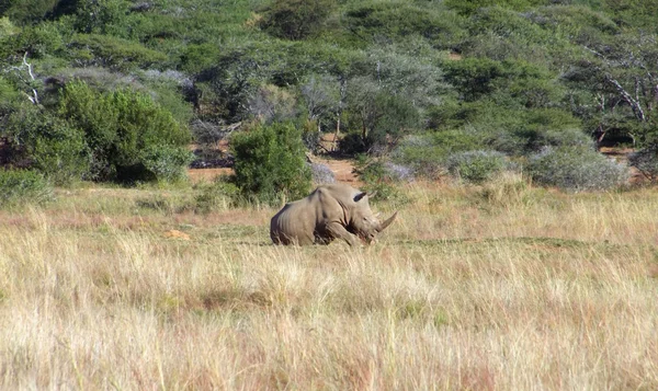 Белый носорог — стоковое фото