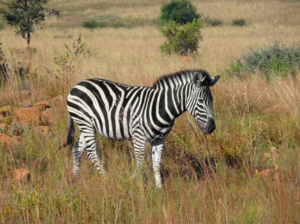 Zebra w Southafrica — Zdjęcie stockowe