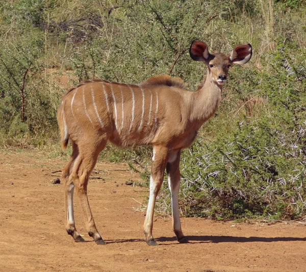 Antilop i Sydafrika — Stockfoto