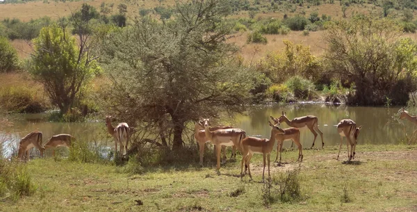 Impalas — Foto de Stock