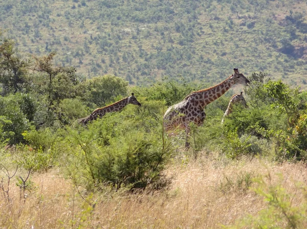 Giraffa in Sudafrica — Foto Stock