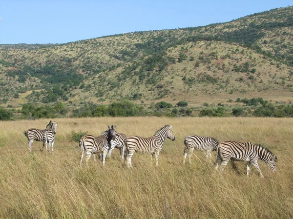 Zebry w Southafrica — Zdjęcie stockowe