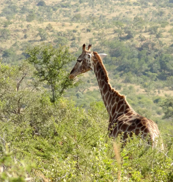 Jirafa en Sudáfrica — Foto de Stock