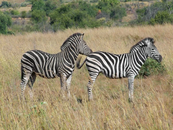 Zebras em África do Sul — Fotografia de Stock