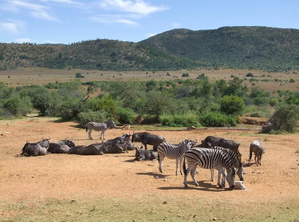 Zebre e antilopi in Sudafrica — Foto Stock