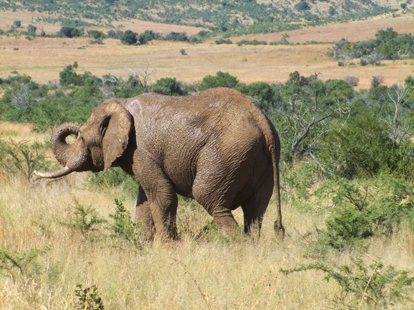 Elefánt Dél-Afrikában — Stock Fotó