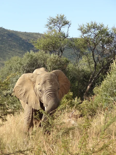 Слон в ЮАР — стоковое фото