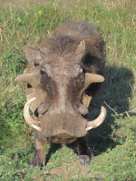 Knobbelzwijn in Zuid-Afrika — Stockfoto