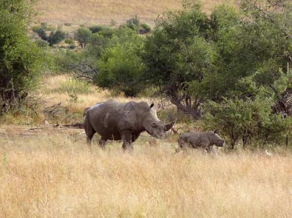 Rhinoceros สีขาว — ภาพถ่ายสต็อก