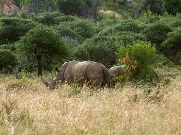 White rhinoceros — Stock Photo, Image