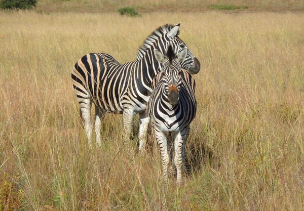 Zebras in Südafrika — Stockfoto