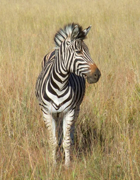 Zebra w Southafrica — Zdjęcie stockowe