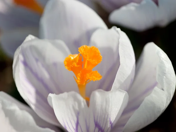 Crocus — Stok Foto