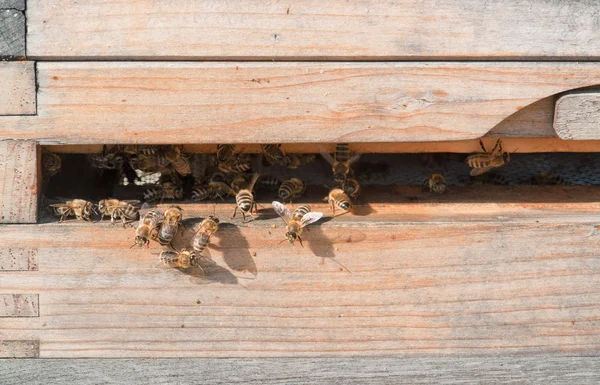 Beehive — Stock Photo, Image