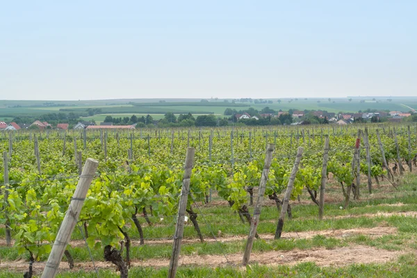 Rheinhessen — Stockfoto