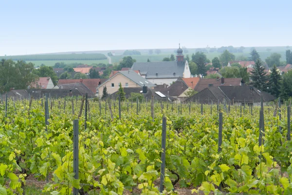 Rheinhessen. — Fotografia de Stock