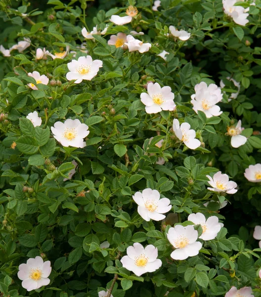 stock image dog rose