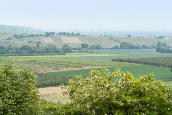 Rheinhessen — Stock Photo, Image