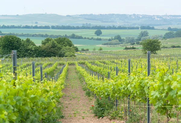 Rheinhessen — Foto de Stock