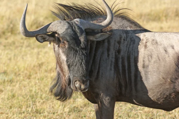 Wildebeest in Botswana — Stockfoto