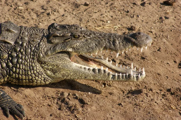 Krokodil portret — Stockfoto