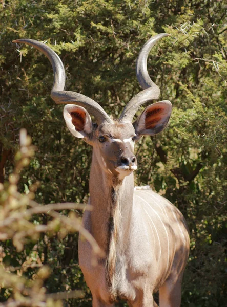 Antelope in Botswana — Φωτογραφία Αρχείου