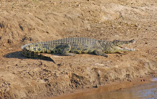 Krokodil i Botswana — Stockfoto