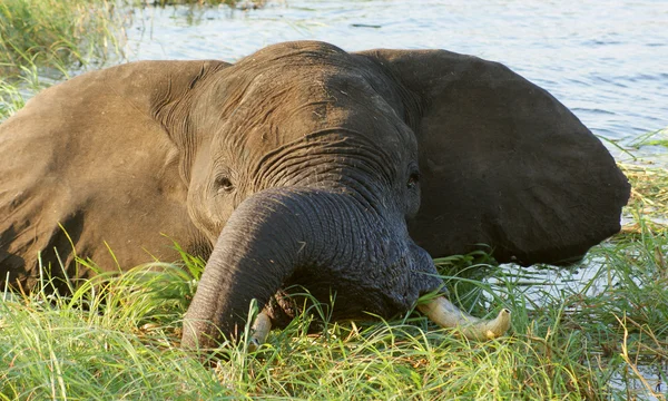 Éléphant au Botswana — Photo