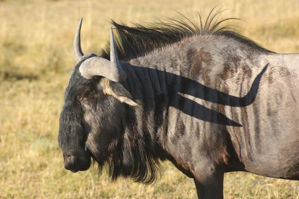 Gnu in Botswana — Foto Stock