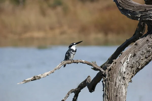 Pied kingfisher — Stok fotoğraf