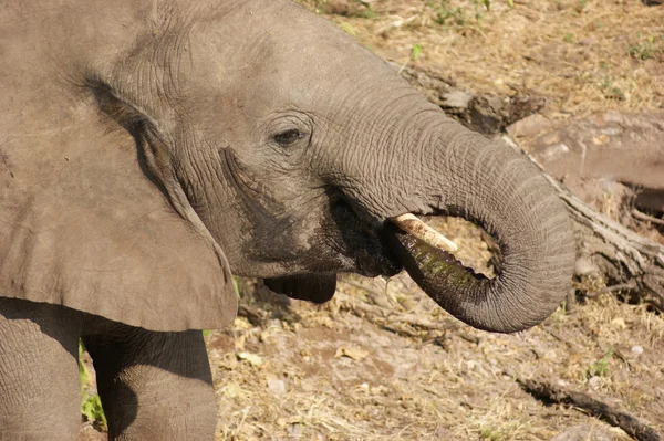 Elefante in Botswana — Foto Stock