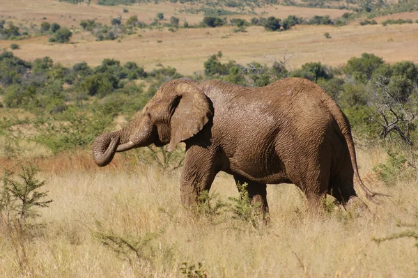 Elefant i Botswana - Stock-foto