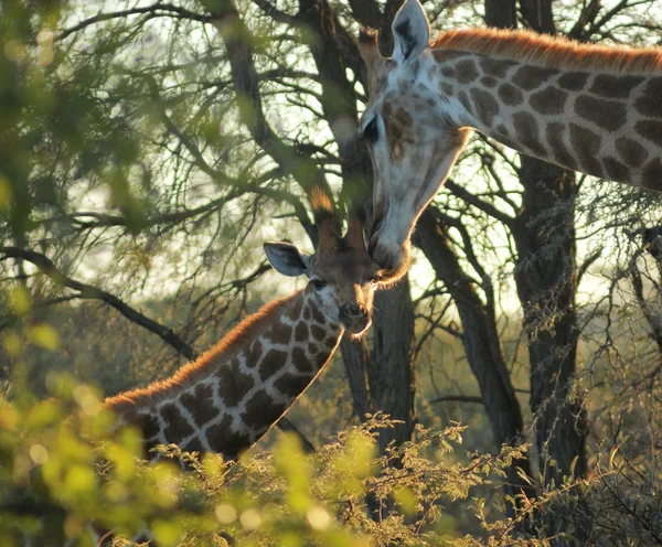 Girafe au Botswana — Photo