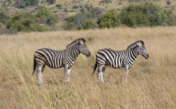 Zebras in the savanna — Stock Photo, Image