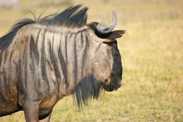 Wildebeest in Botswana — Stock Photo, Image