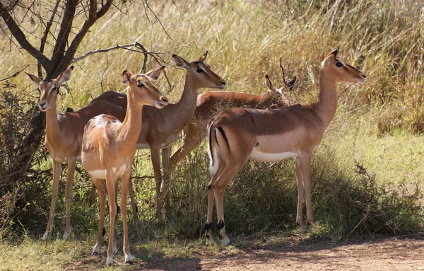 Antelopes in Botswana — Stock Photo, Image