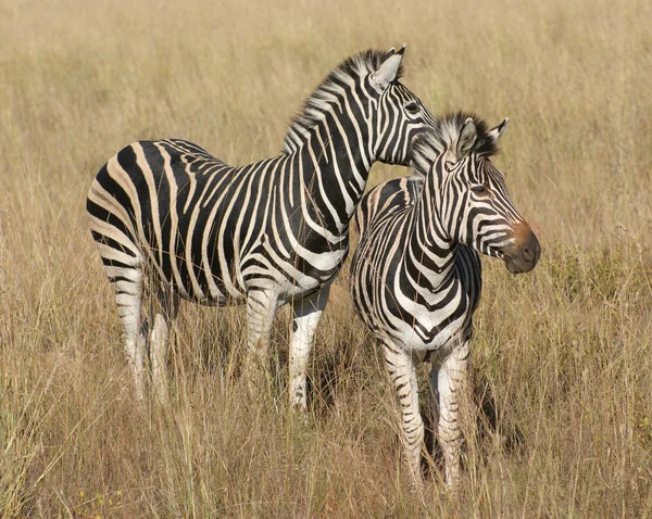 Зебры в саванне — стоковое фото