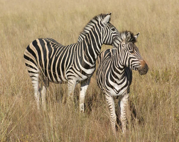 Zèbres dans la savane — Photo