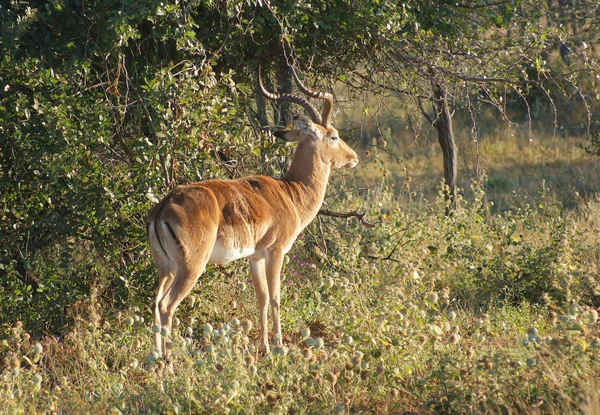 Antelope in Botswana — Zdjęcie stockowe