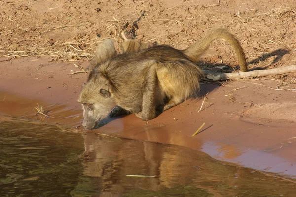 Pavian in Botswana — Stockfoto