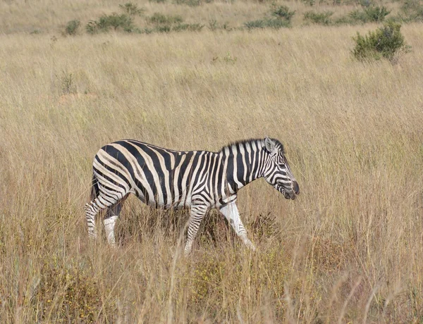Zebra bozkırda — Stok fotoğraf