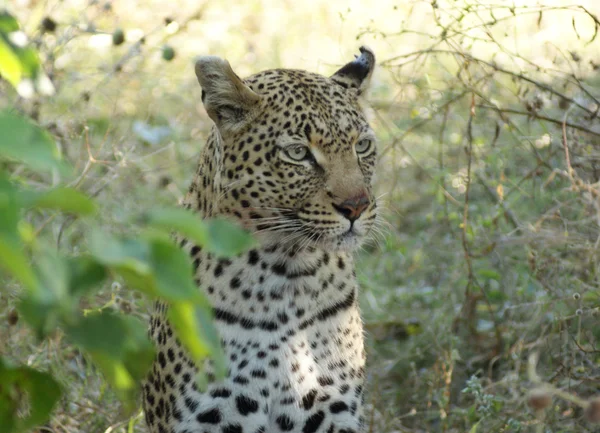 Botswana-ban leopárd — Stock Fotó