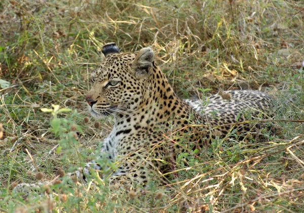 Leopard in Botswana — Stock Photo, Image