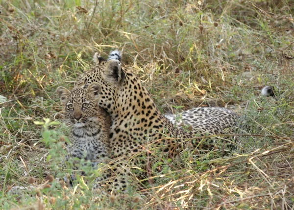 Botswana-ban leopárd — Stock Fotó