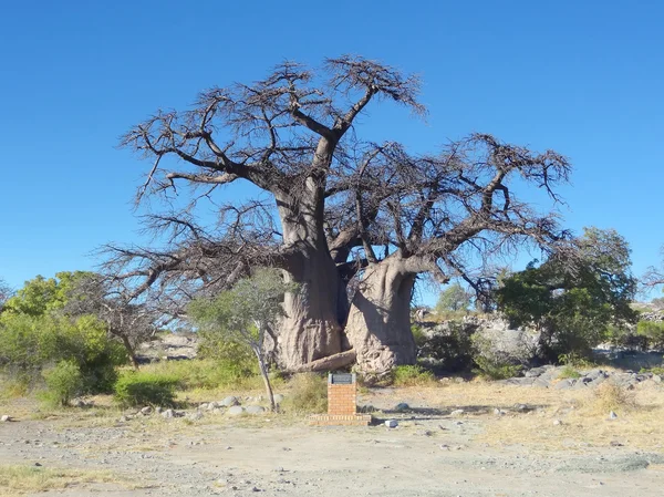 Baobab tree at Kubu Island — Stock Photo, Image