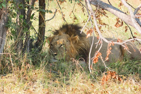 Löwe in Botswana — Stockfoto