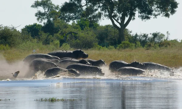 Hipopótamos en Botswana — Foto de Stock