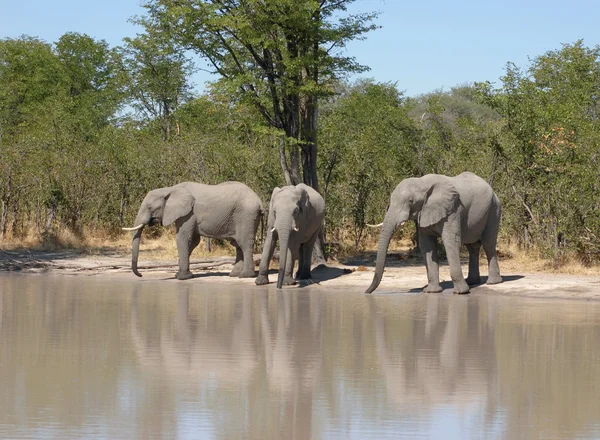 Elephants in Botswana — Stock Photo, Image