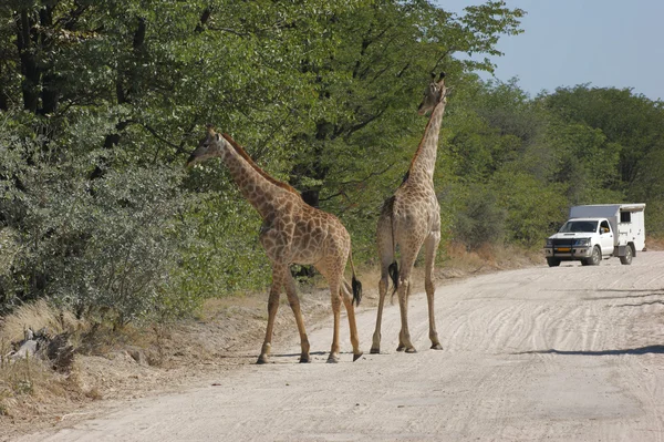 Giraffes on the road — Stock Photo, Image