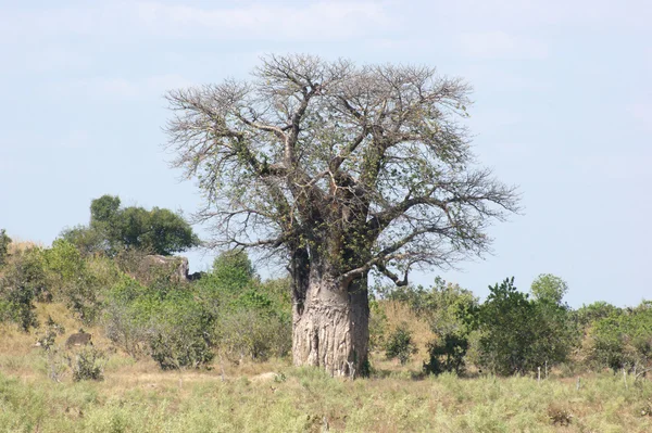 Baobab ağacı — Stok fotoğraf